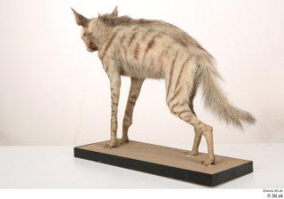 Striped Hyena Hyaena hyaena whole body 0006.jpg